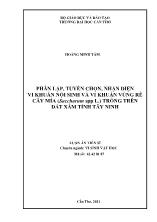 Phân lập, tuyển chọn, nhận diện vi khuẩn nội sinh và vi khuẩn vùng rễ cây mía (saccharum spp l.) trồng trên đất xám tỉnh Tây Ninh